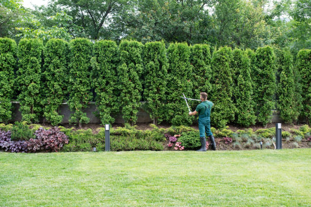 Best Lawn Drainage Solutions  in Fraser, MI